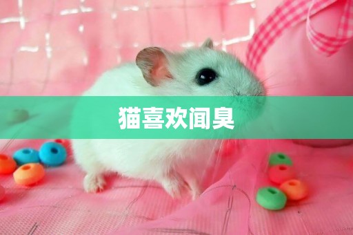 貓喜歡聞臭