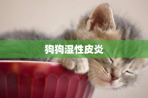 狗狗濕性皮炎