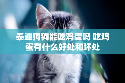 泰迪狗狗能吃雞蛋嗎 吃雞蛋有什么好處和壞處