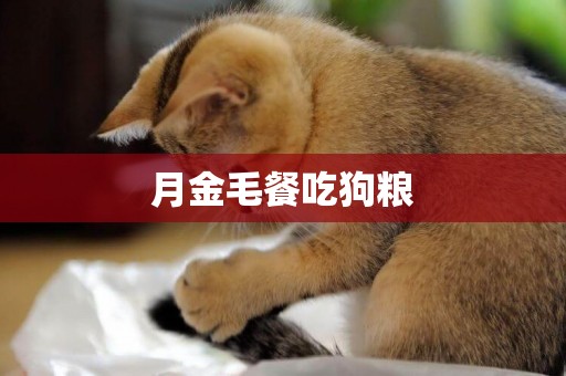 月金毛餐吃狗糧