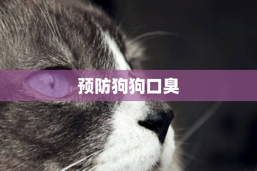 預防狗狗口臭