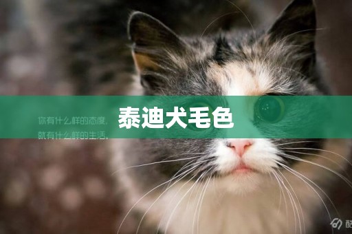 泰迪犬毛色