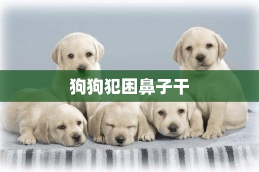 狗狗犯困鼻子干