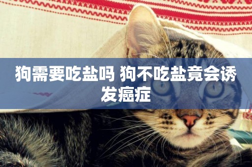 狗需要吃鹽嗎 狗不吃鹽竟會誘發癌癥