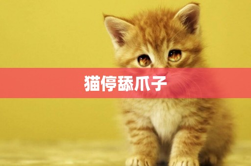 貓停舔爪子