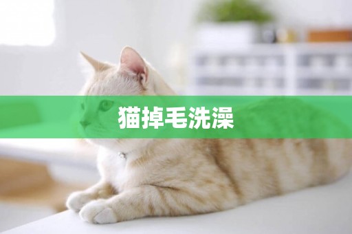 貓掉毛洗澡