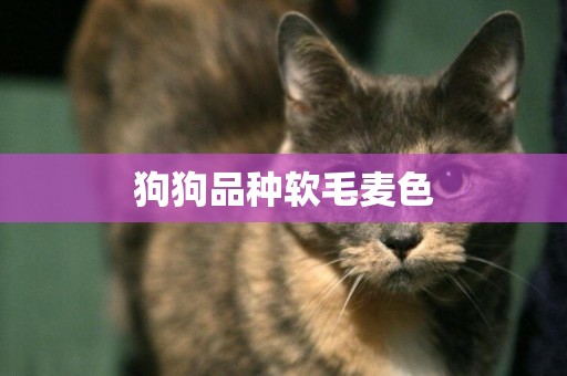 狗狗品種軟毛麥色