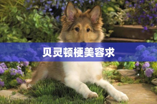 貝靈頓梗美容求