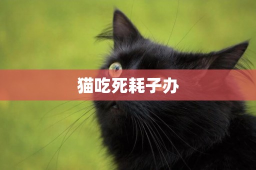 貓吃死耗子辦