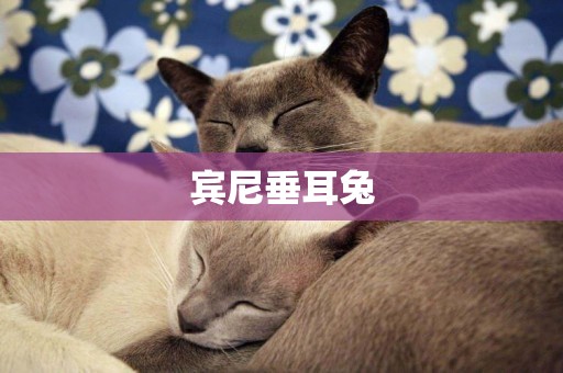 賓尼垂耳兔