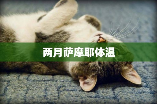 兩月薩摩耶體溫