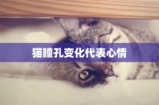 貓瞳孔變化代表心情