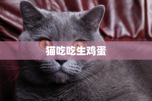 貓吃吃生雞蛋