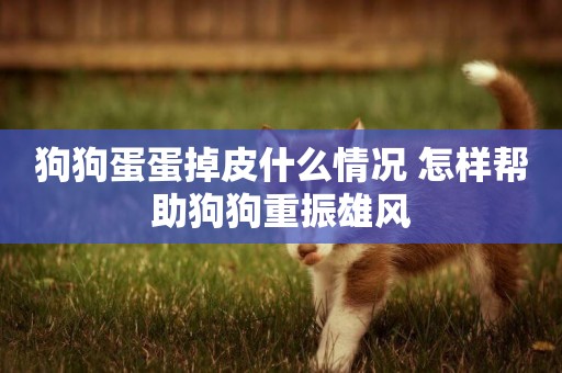 狗狗蛋蛋掉皮什么情況 怎樣幫助狗狗重振雄風