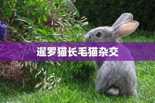 暹羅貓長毛貓雜交
