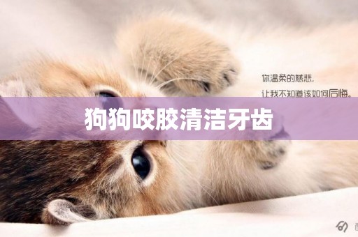 狗狗咬膠清潔牙齒