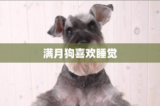 滿月狗喜歡睡覺