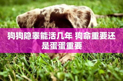 狗狗隱睪能活幾年 狗命重要還是蛋蛋重要