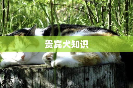 貴賓犬知識