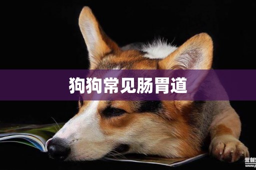 狗狗常見腸胃道