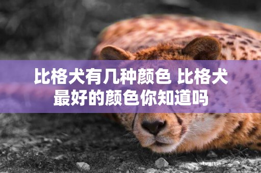 比格犬有幾種顏色 比格犬最好的顏色你知道嗎