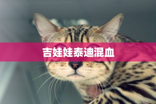 吉娃娃泰迪混血