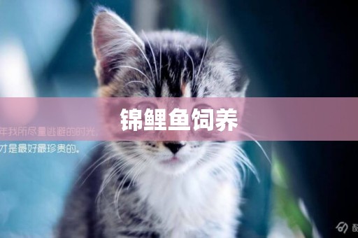 錦鯉魚飼養