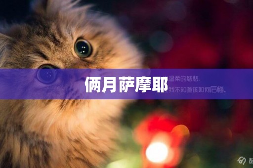 倆月薩摩耶