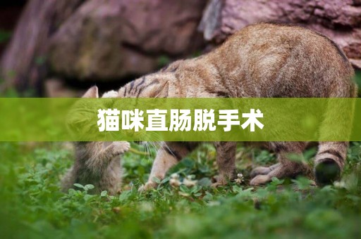 貓咪直腸脫手術