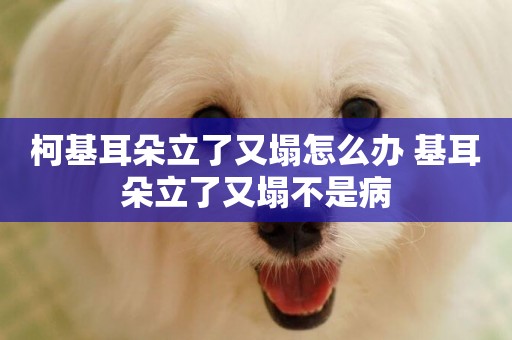柯基耳朵立了又塌怎么辦 基耳朵立了又塌不是病