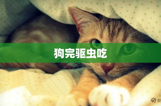 狗完驅蟲吃