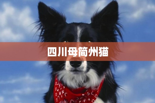四川母簡州貓