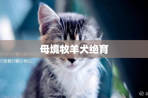 母境牧羊犬絕育