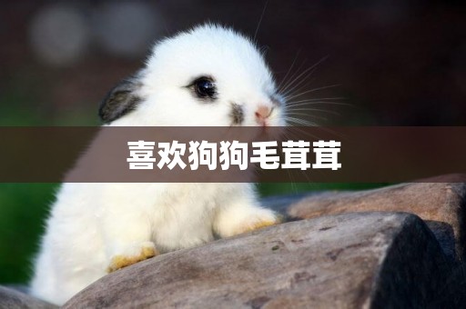 喜歡狗狗毛茸茸