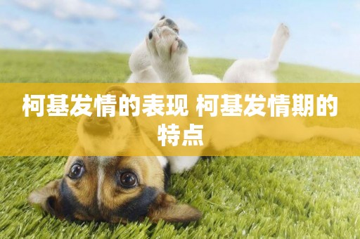 柯基發情的表現 柯基發情期的特點