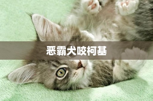 惡霸犬咬柯基