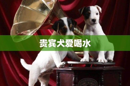 貴賓犬愛喝水