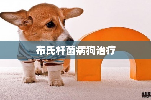 布氏桿菌病狗治療