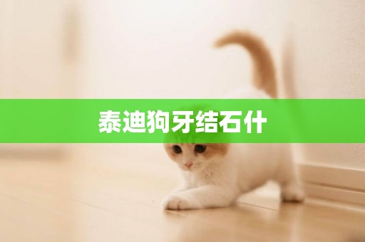 泰迪狗牙結石什