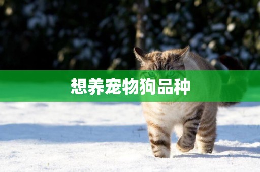 想養寵物狗品種