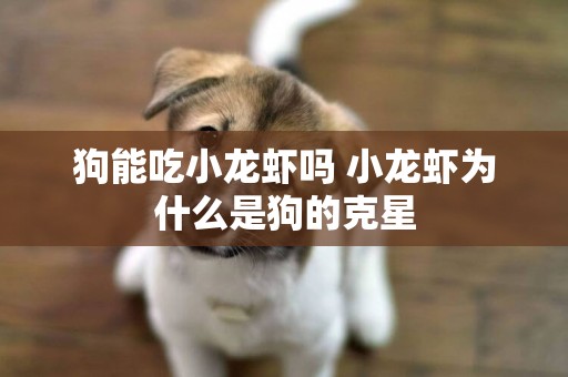 狗能吃小龍蝦嗎 小龍蝦為什么是狗的克星
