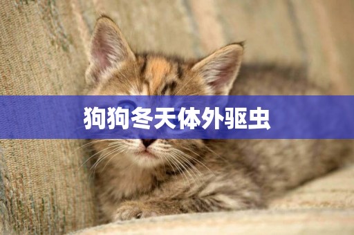 狗狗冬天體外驅蟲