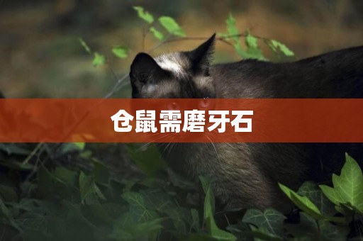 倉鼠需磨牙石