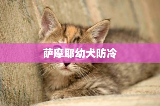 薩摩耶幼犬防冷