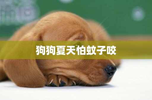 狗狗夏天怕蚊子咬