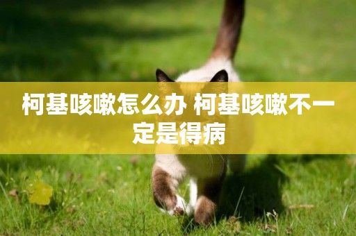 柯基咳嗽怎么辦 柯基咳嗽不一定是得病