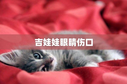 吉娃娃眼睛傷口