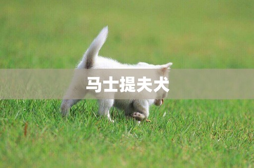 馬士提夫犬