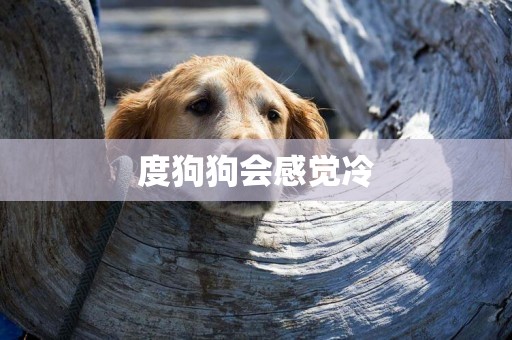 度狗狗會感覺冷