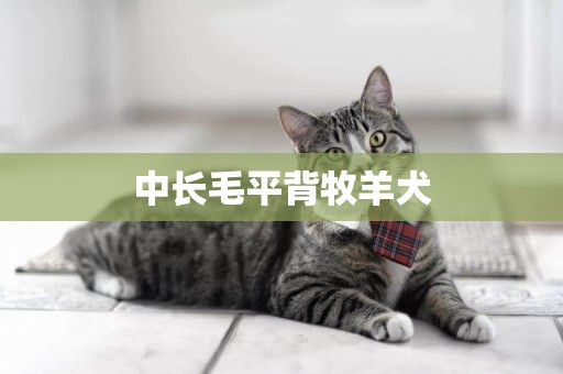 中長毛平背牧羊犬